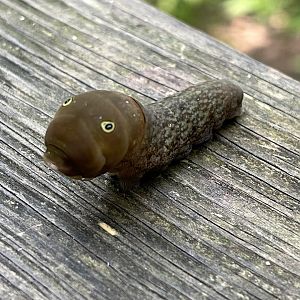 Swallowtail Caterpillar