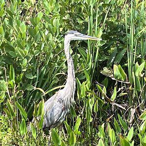Great Blue Heron