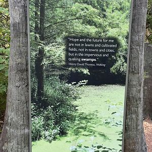 Cypress Swamp Thoreau Quote