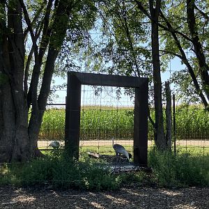 New Water Feature in White-Naped Crane Exhibit
