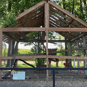 Vervet Monkey Exhibit