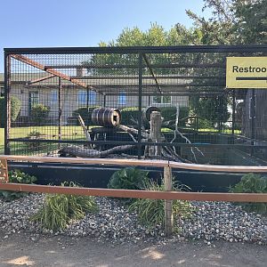 Pallas Cat Exhibit (Temporary)