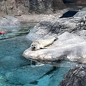 Ronan the Harbor Seal