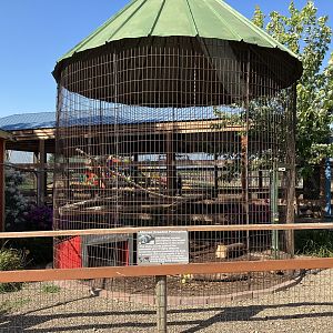 Africa Crested Porcupine/Silvery-Cheeked Hornbill Exhibit