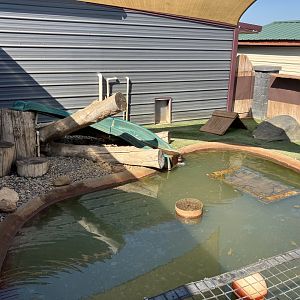 Asian Small-Clawed Otter Exhibit