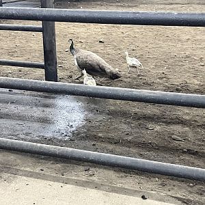 Peafowl in the Rhino Exhibit
