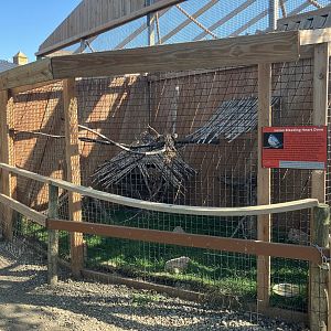 Luzon Bleeding Heart/Crested Wood Partridge Exhibit