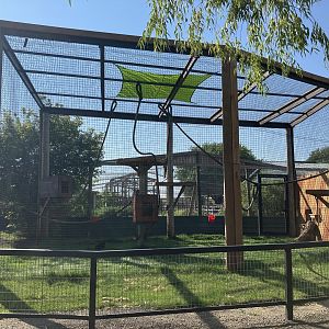 New Geoffroy’s Spider Monkey Exhibit