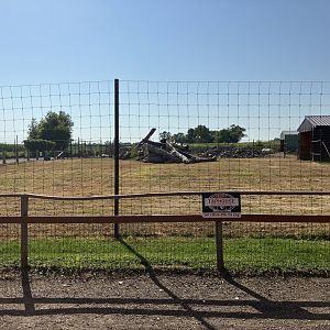Turkmenian Markhor (?) Exhibit