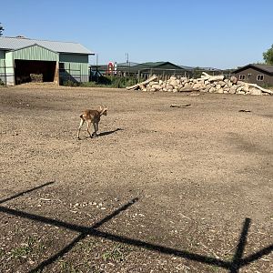 West Caucasian Tur Exhibit