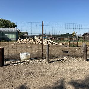 West Caucasian Tur Exhibit