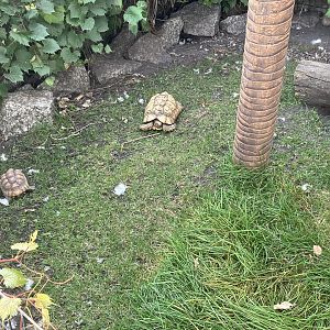 Leopard Tortoise/Red Footed Tortoise Exhibit