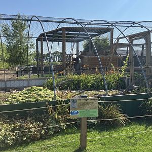 Red-Legged Seriama Exhibit