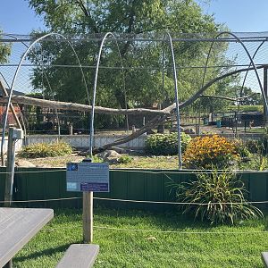 Victoria Crowned Pigeon/Northern Bobwhite Quail Exhibit