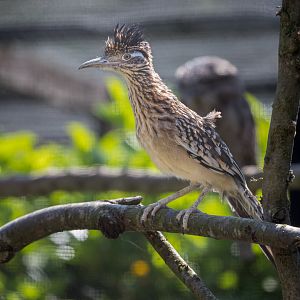 Greater Roadrunner / Hamerton / 25-7-23