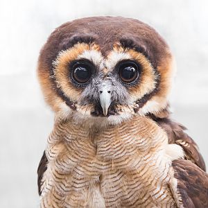 Brown Wood Owl / Hamerton / 25-7-23