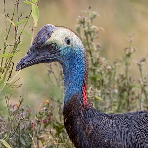 Cassowary Juvenile (f) / Hamerton / 25-7-23
