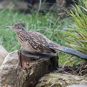 Greater Roadrunner / Hamerton / 25-7-23