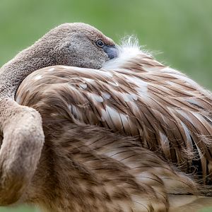 Greater Flamingo / Hamerton / 25-7-23