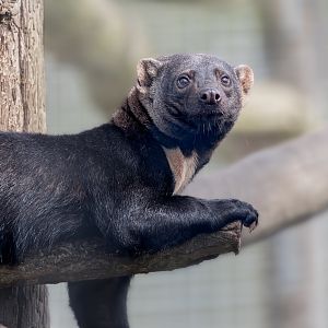 Tayra  / Hamerton / 25-7-23