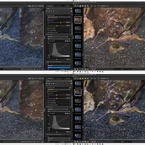 Weedy sea dragon photo workflow