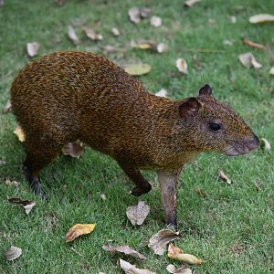 Central American agouti