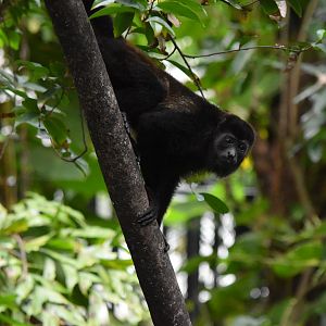 Yucatán black howler