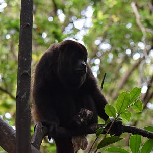 Yucatán black howler
