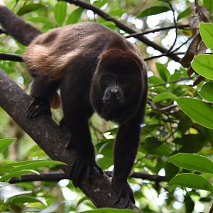 Yucatán black howler