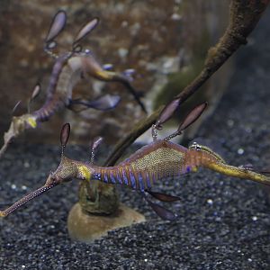 Weedy sea dragons
