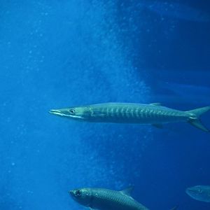 Sawtooth barracuda (Sphyraena putnamae)