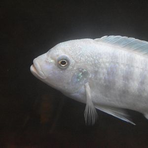 Cichlid ID