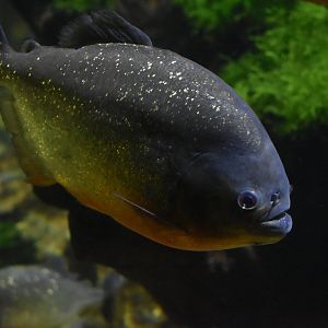 Red-bellied Piranha