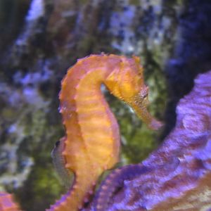 Lined Seahorse at Jenkinson's Aquarium