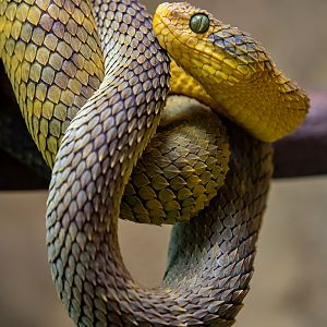 Variable bush viper (Atheris squamigera)