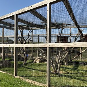 Tufted Capuchin Exhibit