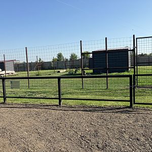New Red-Crowned Crane Exhibit