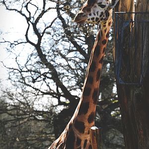Giraffe