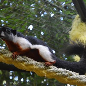 Mainland prevost's squirrel (Callosciurus prevostii prevostii)