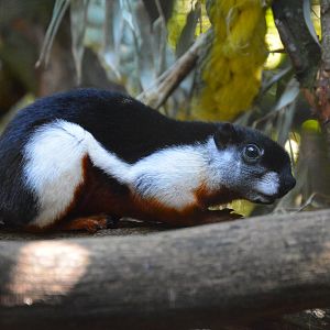 Mainland prevost's squirrel (Callosciurus prevostii prevostii)