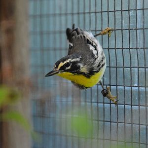 Yellow-throated warbler (Setophaga dominica)