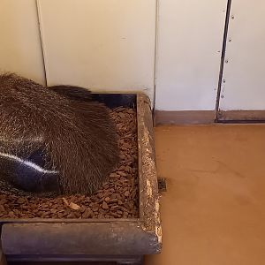 Giant anteater indoor enclosure