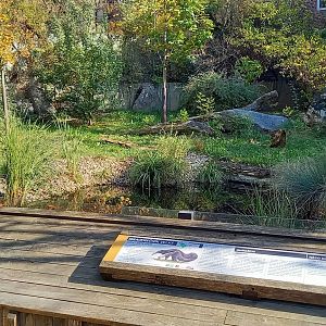 Outdoor-enclosure Giant anteater