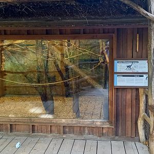 Spider monkey indoor-enclosure