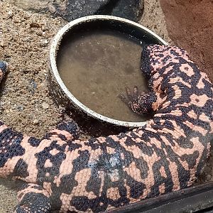 Gila monster