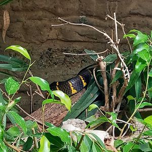 Mangrove snake