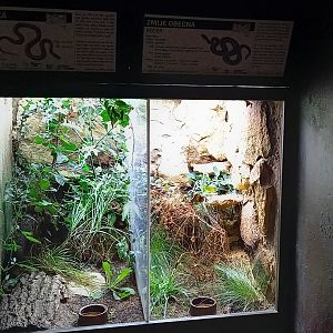Smooth snake / Adder enclosures