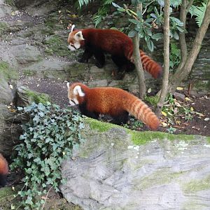 Red pandas