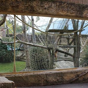 Orang utan outdoor-enclosure