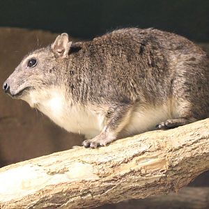 Hyrax
